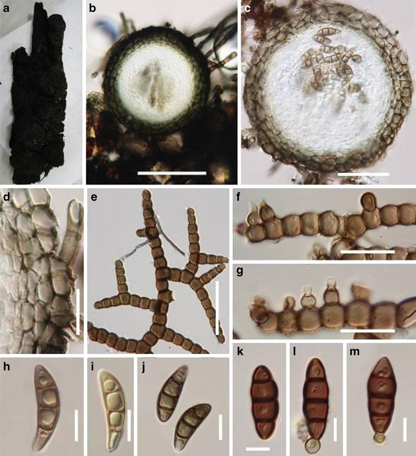Представитель Семейства Metacapnodiaceae